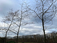 Gleditsia triacanthos (11x) - afbeelding 7 van  10