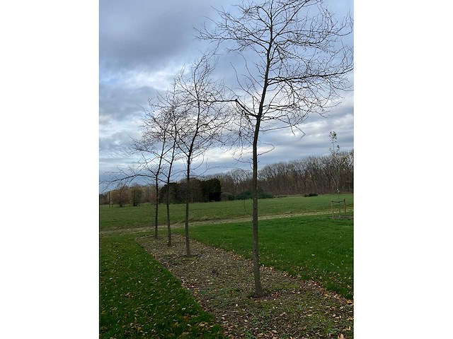 Gleditsia triacanthos (11x) - afbeelding 8 van  10