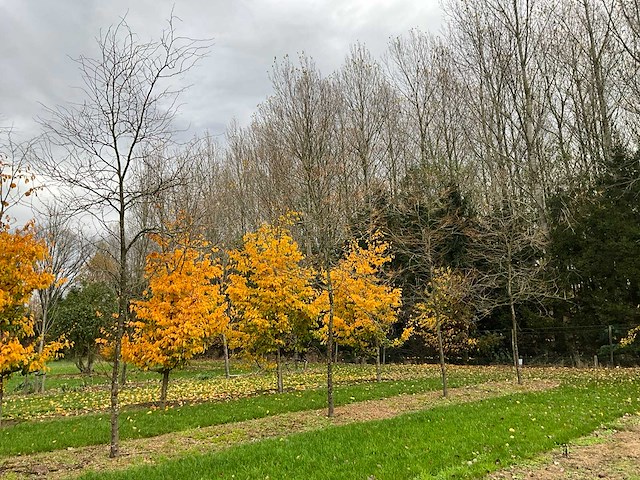 Gleditsia triacanthos (11x) - afbeelding 9 van  10