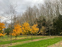 Gleditsia triacanthos (11x) - afbeelding 9 van  10