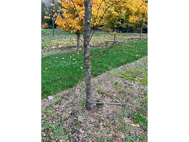 Gleditsia triacanthos (11x) - afbeelding 10 van  10