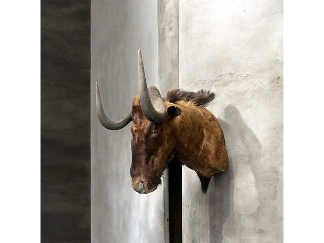 Gnoe - zuid-afrika - afbeelding 1 van  8