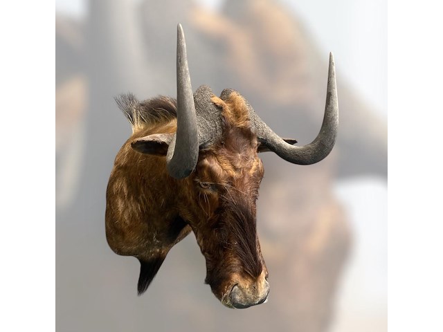 Gnoe - zuid-afrika - afbeelding 2 van  8