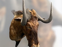 Gnoe - zuid-afrika - afbeelding 2 van  8