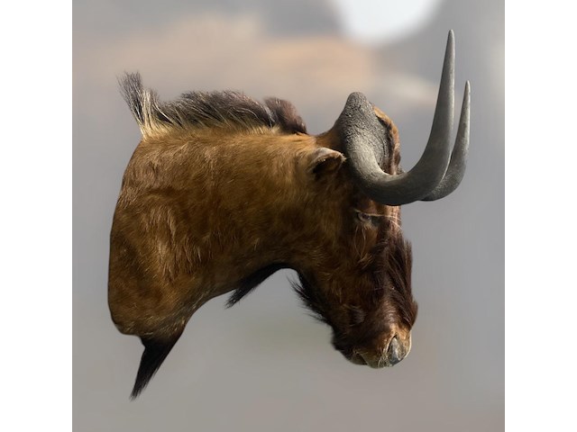 Gnoe - zuid-afrika - afbeelding 3 van  8