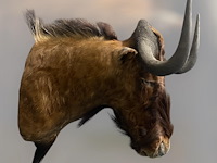 Gnoe - zuid-afrika - afbeelding 3 van  8