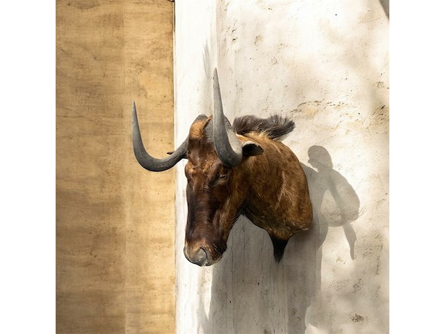 Gnoe - zuid-afrika - afbeelding 4 van  8