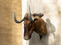 Gnoe - zuid-afrika - afbeelding 4 van  8