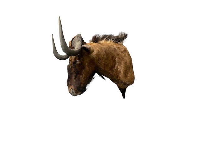 Gnoe - zuid-afrika - afbeelding 5 van  8