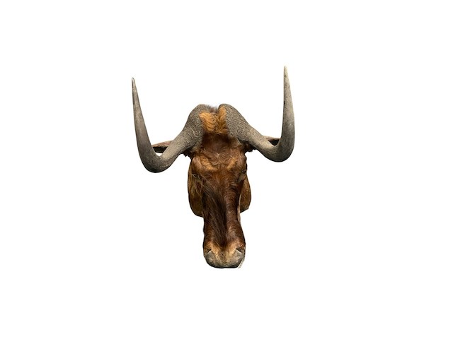 Gnoe - zuid-afrika - afbeelding 6 van  8