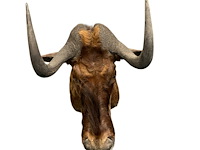 Gnoe - zuid-afrika - afbeelding 6 van  8