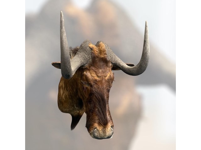 Gnoe - zuid-afrika - afbeelding 7 van  8