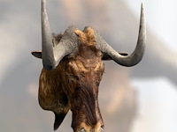 Gnoe - zuid-afrika - afbeelding 7 van  8