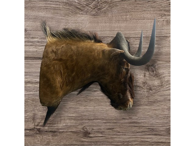 Gnoe - zuid-afrika - afbeelding 8 van  8