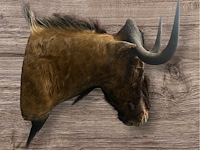 Gnoe - zuid-afrika - afbeelding 8 van  8