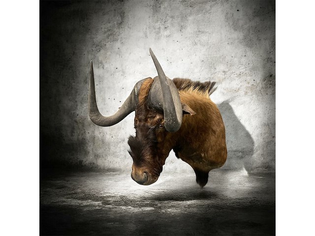 Gnoe - zuid-afrika - afbeelding 1 van  8