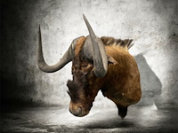 Gnoe - zuid-afrika - afbeelding 1 van  8