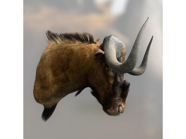 Gnoe - zuid-afrika - afbeelding 2 van  8