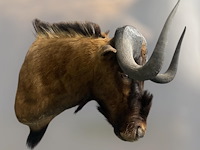 Gnoe - zuid-afrika - afbeelding 2 van  8