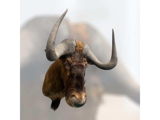 Gnoe - zuid-afrika - afbeelding 3 van  8