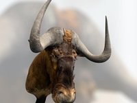 Gnoe - zuid-afrika - afbeelding 3 van  8