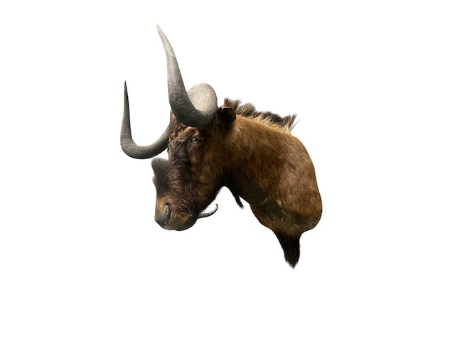 Gnoe - zuid-afrika - afbeelding 4 van  8