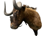 Gnoe - zuid-afrika - afbeelding 4 van  8