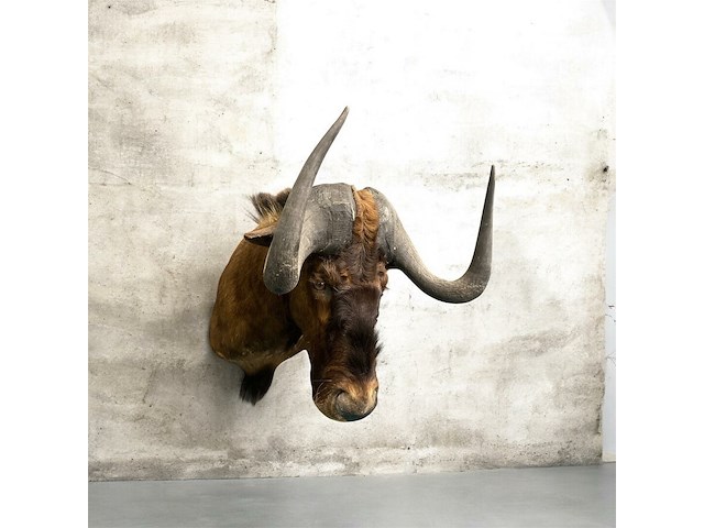 Gnoe - zuid-afrika - afbeelding 5 van  8