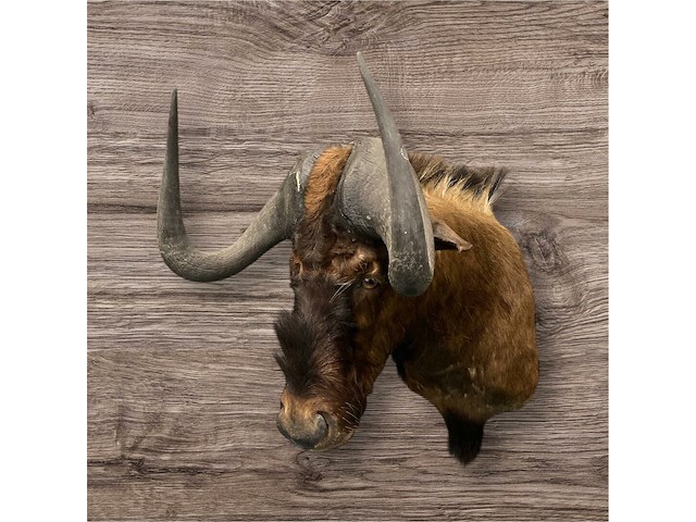 Gnoe - zuid-afrika - afbeelding 6 van  8