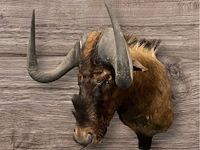 Gnoe - zuid-afrika - afbeelding 6 van  8