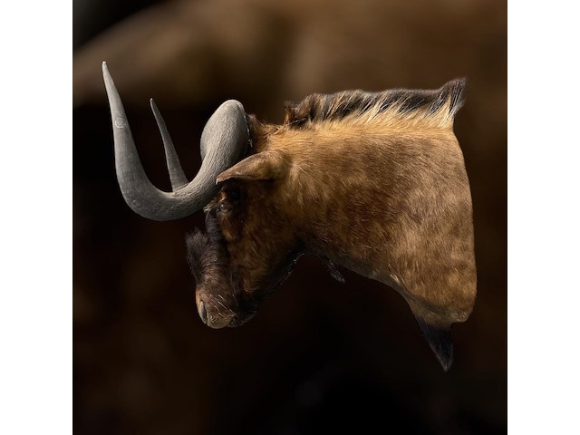 Gnoe - zuid-afrika - afbeelding 7 van  8