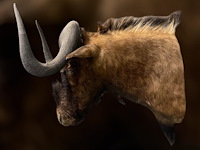 Gnoe - zuid-afrika - afbeelding 7 van  8