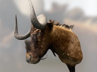 Gnoe - zuid-afrika - afbeelding 8 van  8