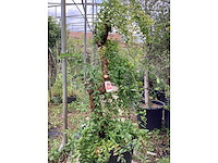 Granaatappel (1x)