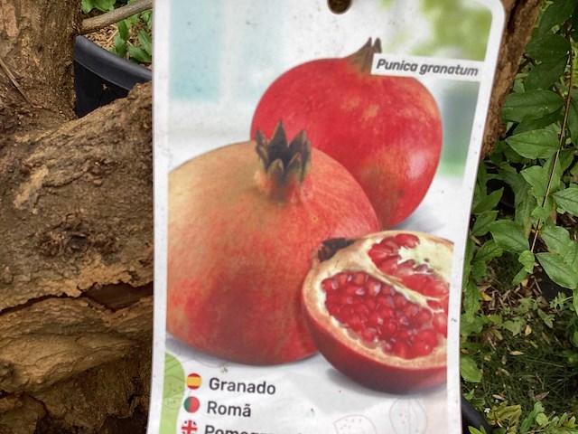 Granaatappel (1x) - afbeelding 2 van  2
