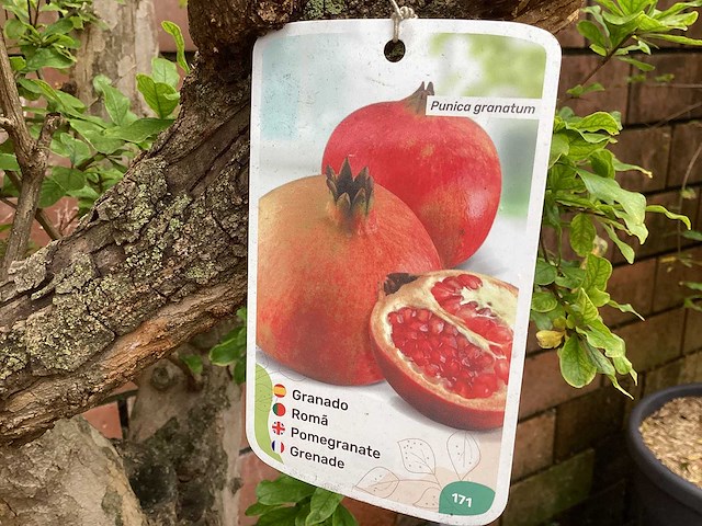 Granaatappel180-200 - afbeelding 2 van  2