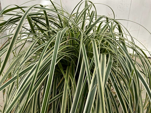 Gras carex (30x) - afbeelding 2 van  5