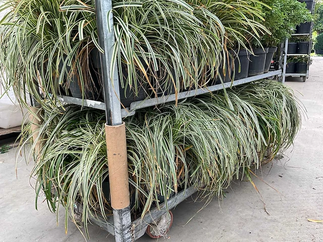 Gras carex (30x) - afbeelding 3 van  5