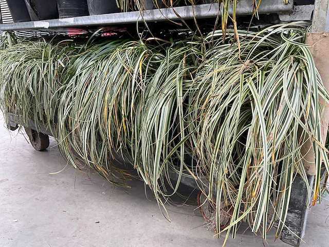 Gras carex (30x) - afbeelding 5 van  5