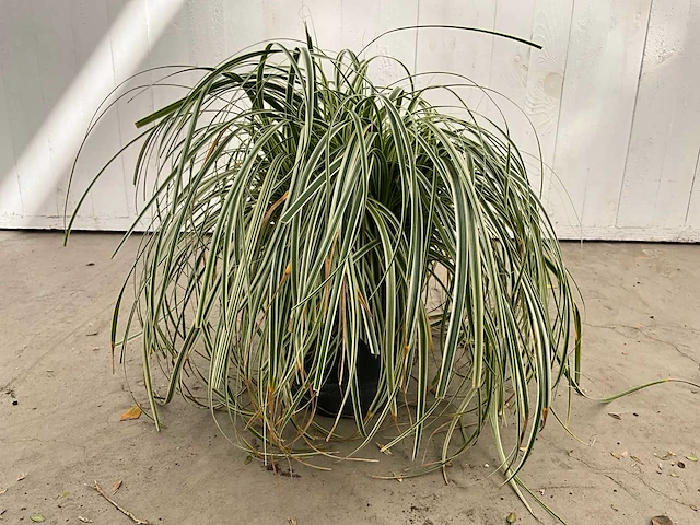 Gras carex (30x) - afbeelding 1 van  5