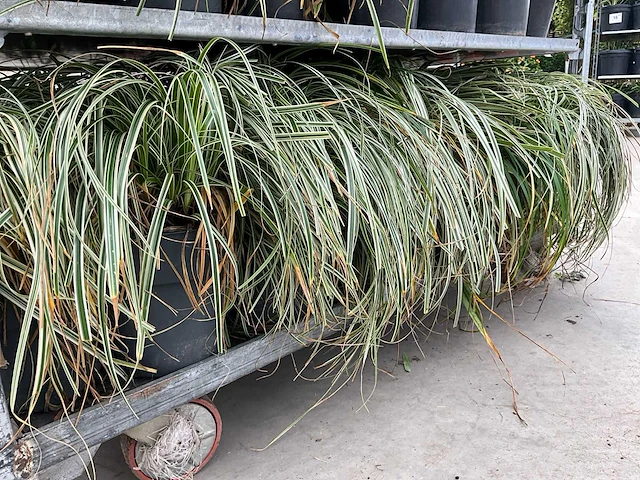 Gras carex (30x) - afbeelding 4 van  5