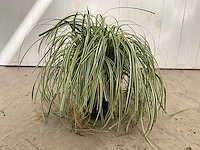 Gras carex (30x)