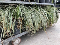 Gras carex (30x) - afbeelding 4 van  5