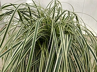 Gras carex (30x) - afbeelding 2 van  5