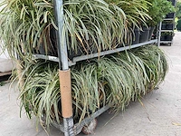 Gras carex (30x) - afbeelding 3 van  5