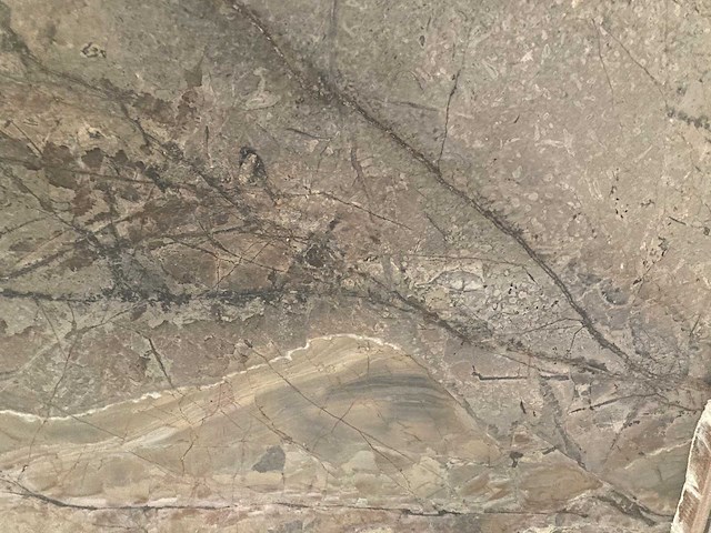 Grigio collemandino - afbeelding 3 van  4