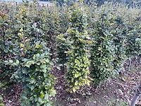 Groene beuk (ca. 160-180cm) haag (10x) - afbeelding 3 van  3