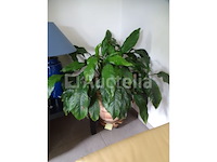 Groene plant + plantenhouder op wielen