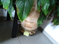 Groene plant + plantenhouder op wielen - afbeelding 2 van  3
