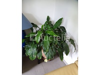 Groene plant + plantenhouder op wielen - afbeelding 3 van  3